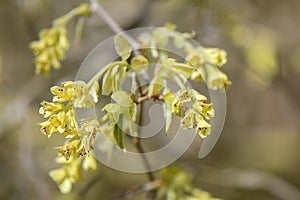 Spike winter hazel Corylopsis spicata, yellow flowers photo